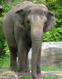 Foto de elefante Asiático