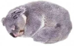 foto de koala durmiendo