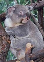 imagen-koala