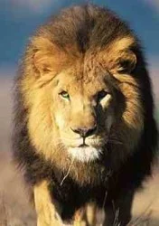 león macho