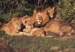 manada de leones