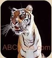 foto de tigre