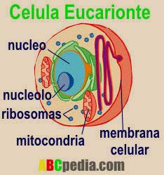 diagrama de célula eucarionte