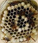 Foto de un nido de avispas (pequeños en comparación con los panales de abejas).