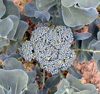 Crucífera y brócoli en flor