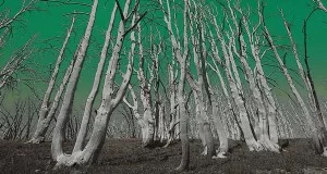 bosque de árboles muertos por lluvia ácida