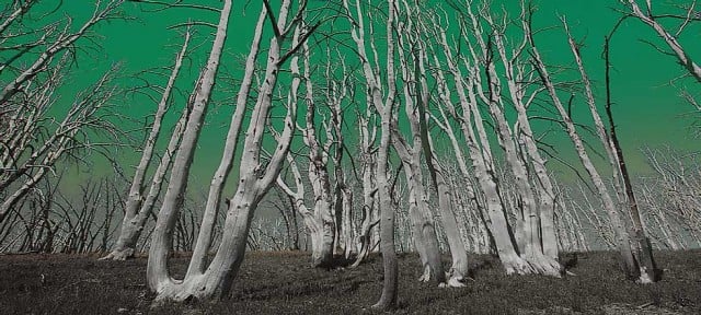 foto-de-lluvia-ácida-(bosque-muerto) bosque de árboles muertos por lluvia ácida