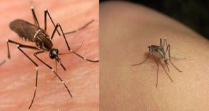 cómo identificar el mosquito de Dengue