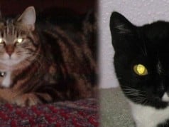 por qué los ojos de los gatos brillan en la oscuridad