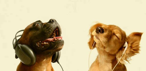 mascotas-musica a los perros y a los gatos les gusta la música