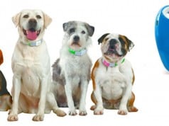 collar GPS para evitar la pérdida de mascotas