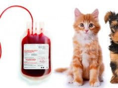 los animales pueden donar sangre