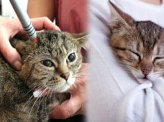 SIDA en gatos