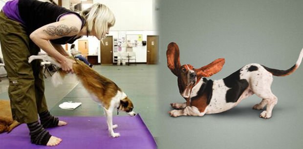 yoga para perros