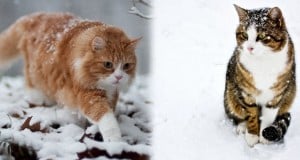 hipotermia en gatos