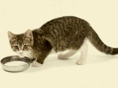 los gatos y la leche