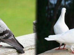 palomas