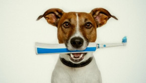 problemas dentales en perros