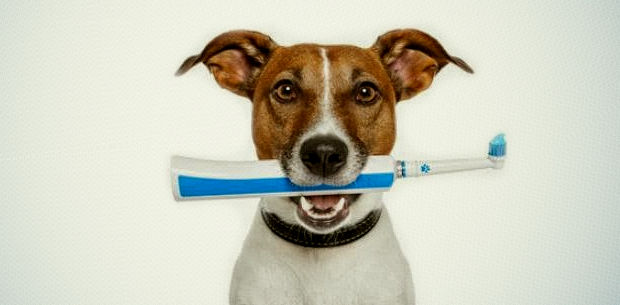 problemas-dentales-en-perros problemas dentales en perros