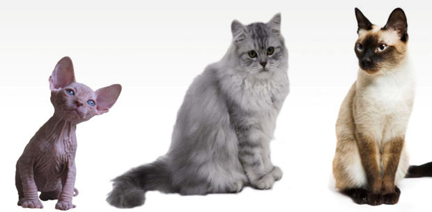 razas-de-gatos-que-viven-mas-anos razas de gatos que viven más años