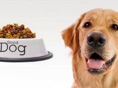 tipos de pienso para perros