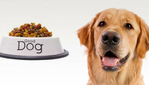 tipos de pienso para perros
