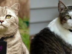 Catscam