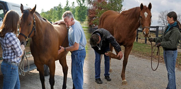 como-saber-si-un-caballo-esta-sano cómo saber si un caballo está sano