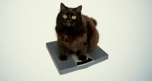 peso ideal en los gatos