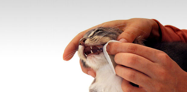 problemas-dentales-en-gatos problemas dentales en gatos