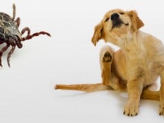 hepatozoonosis canina