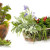 naturopatia