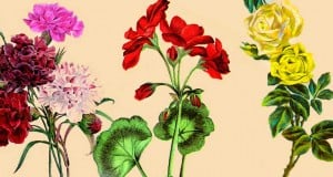 dibujos e ilustraciones de flores