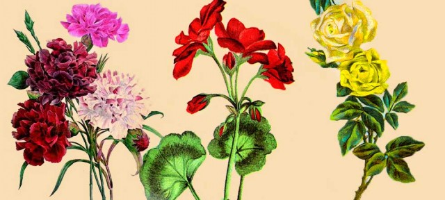 dibujos-e-ilustraciones-de-flores dibujos e ilustraciones de flores