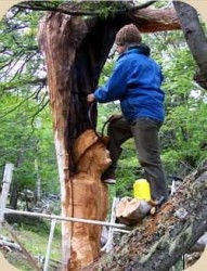 escultura en un tronco de árbol