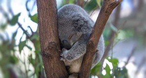 ¿Cuantas horas duerme un koala por día?