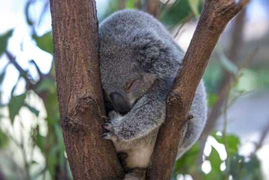 ¿Cuantas horas duerme un koala por día?
