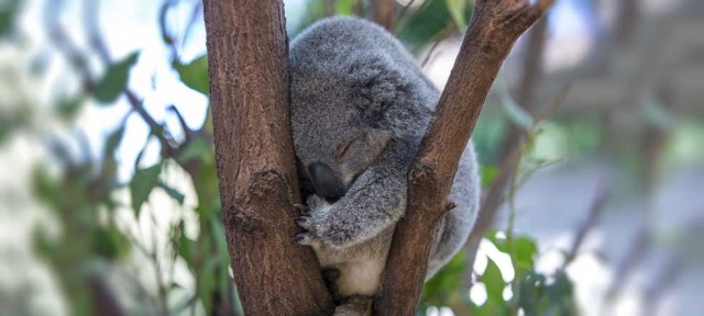 koala-durmiendo ¿Cuantas horas duerme un koala por día?