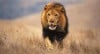 leon-africa