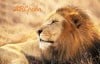 leon-africano