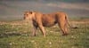 leona-africa