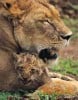 leones-foto
