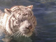 foto de un tigre nadando en el agua