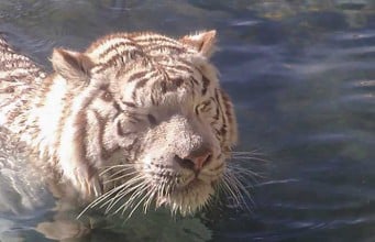 foto de un tigre nadando en el agua