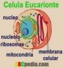 celula-eucarionte