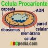 celula-procarionte