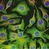 luz-negra-fluorescencia