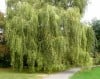 salix-alba-arbol-foto